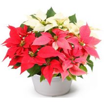 buy poinsetia Illumination in japan