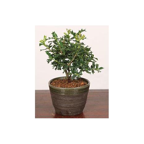 himehiiragi bonsai to japan